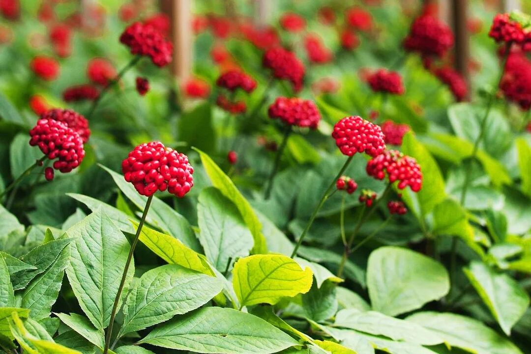 ginseng geneeskrachtig kruid voor potentie